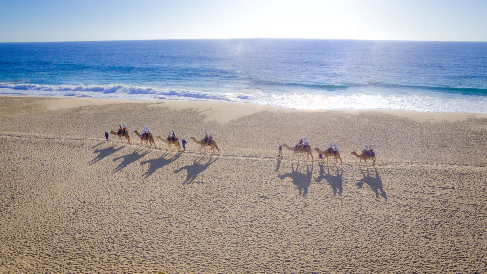 Camels walking along the Pacific beach in Los Cabos