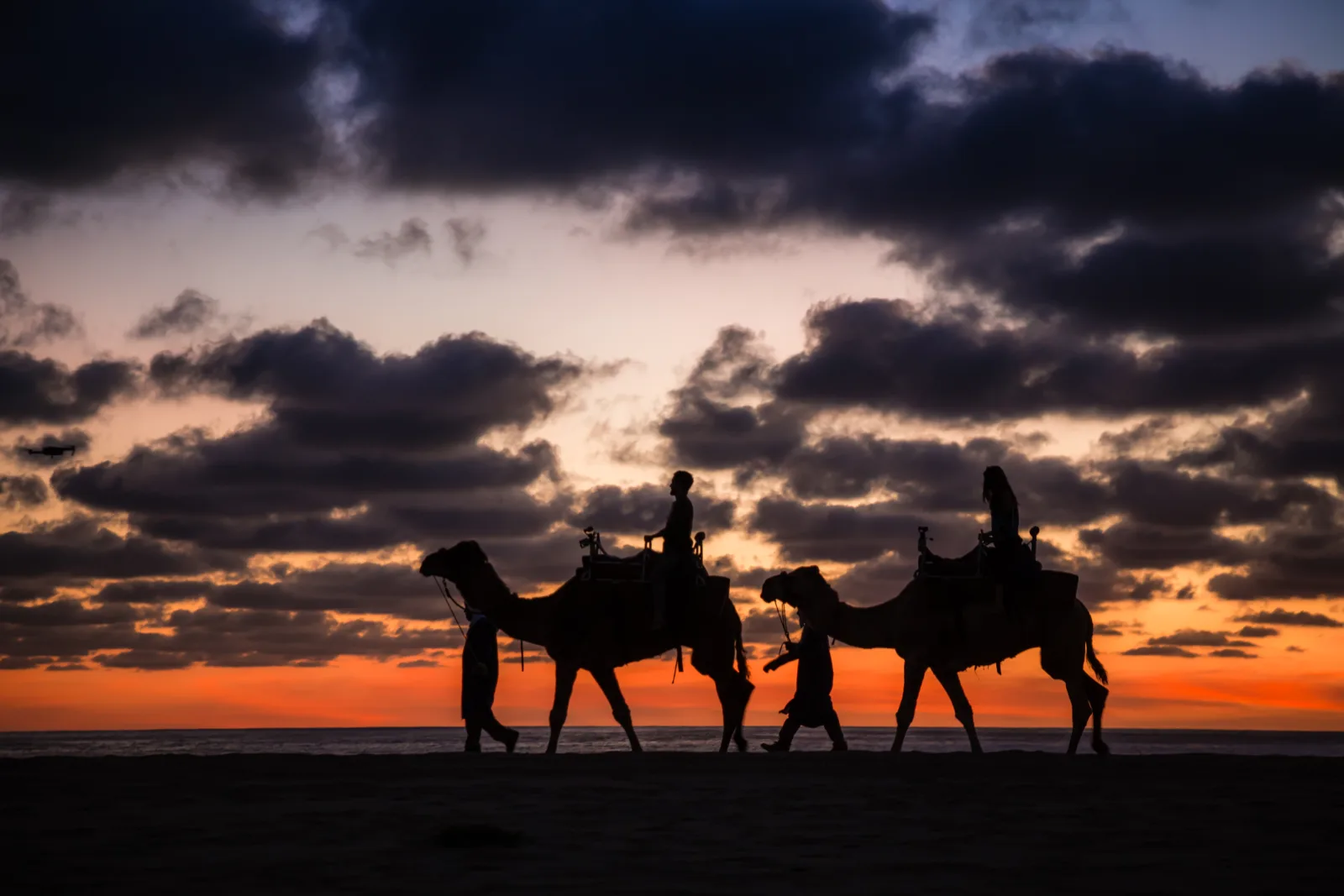 Camellos al atardecer frente al Oceano Pacifico