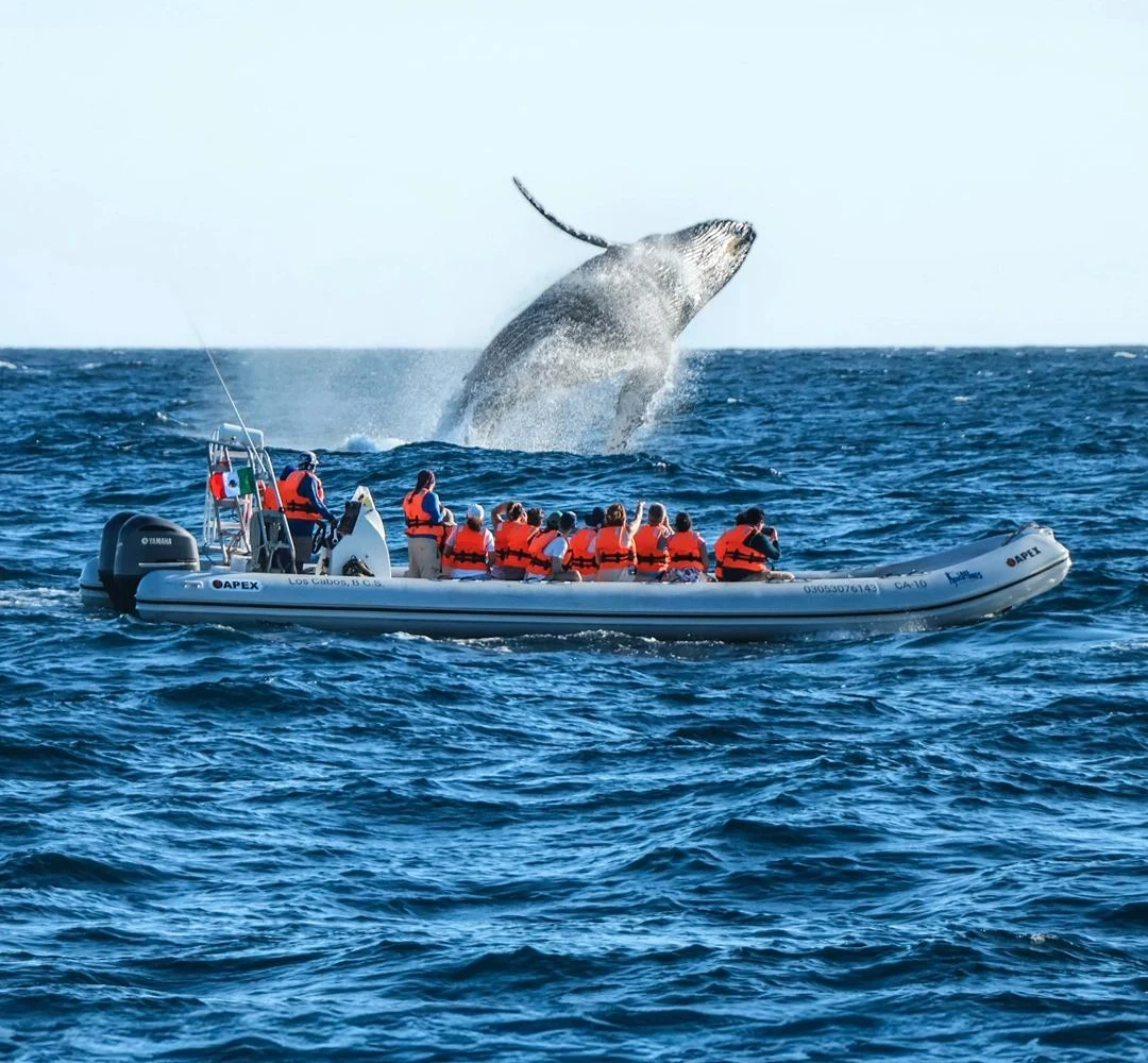 Ballenas + Camellos