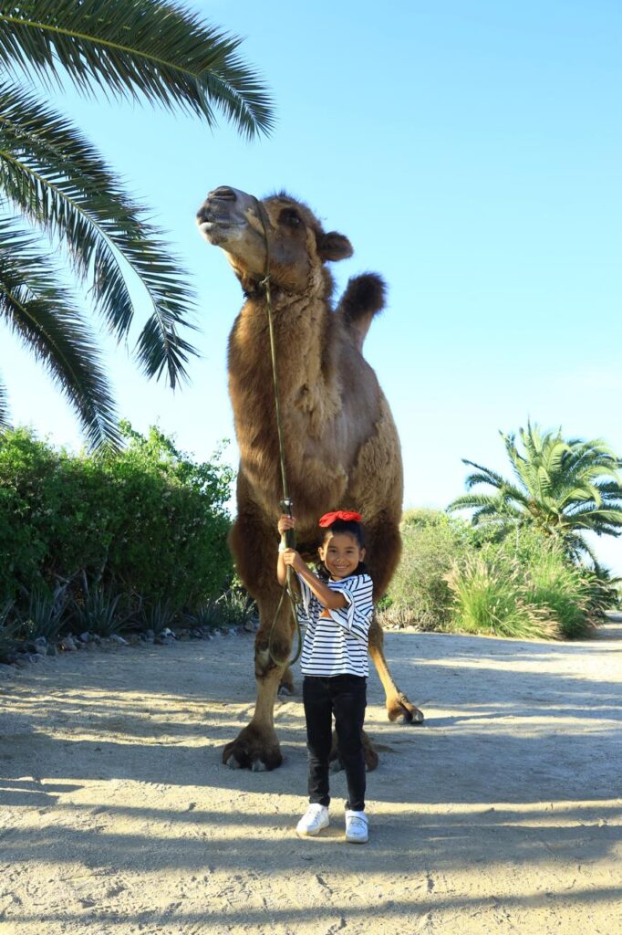 Camel Riding for kids