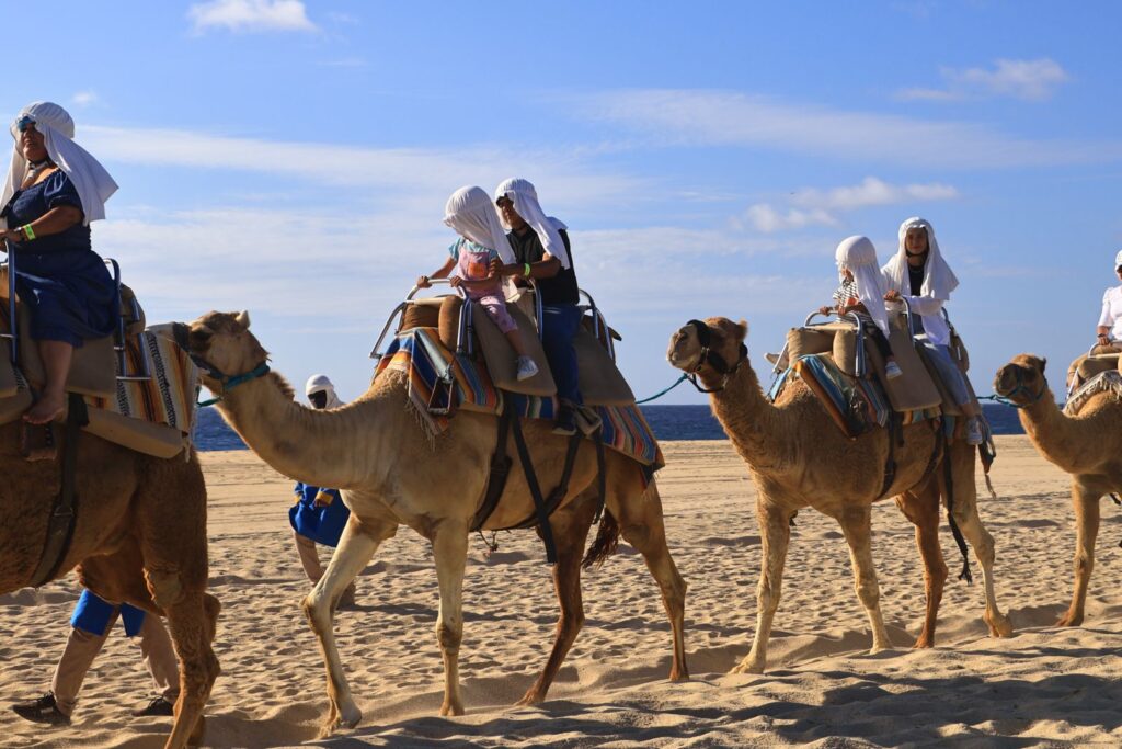 Camel riding in Family