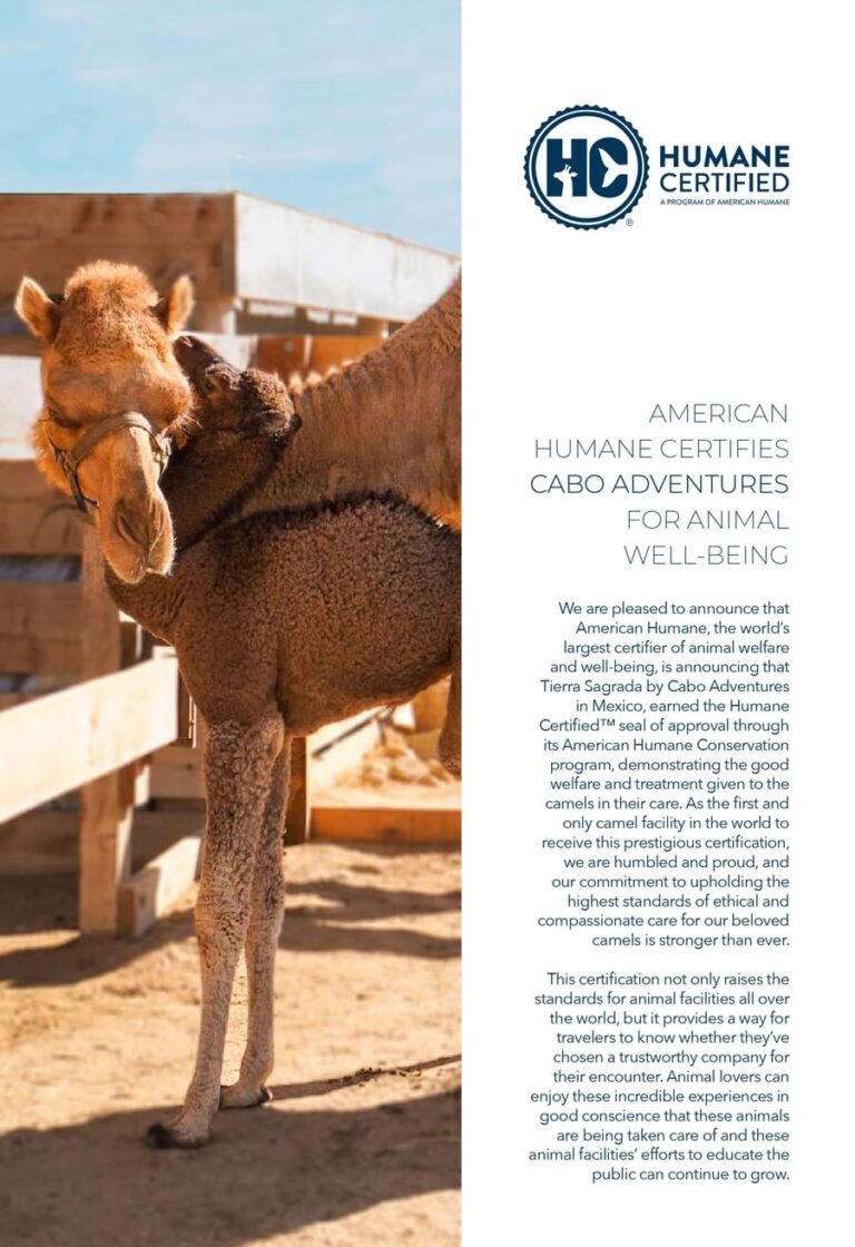 Camel Welfare in Cabo