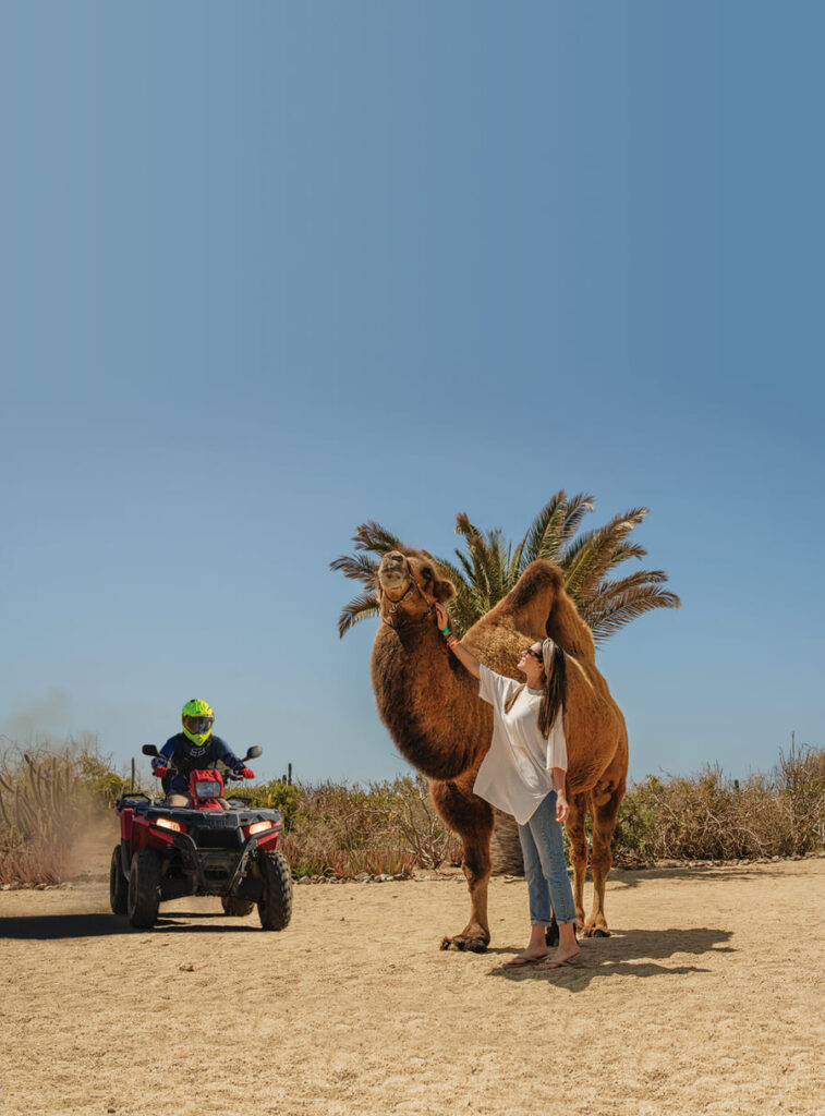 Combo ATV Camel